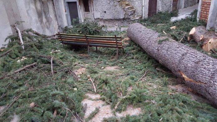Lettere alla redazione: 'A Verbicaro hanno raso al suolo un albero di cedro secolare'
