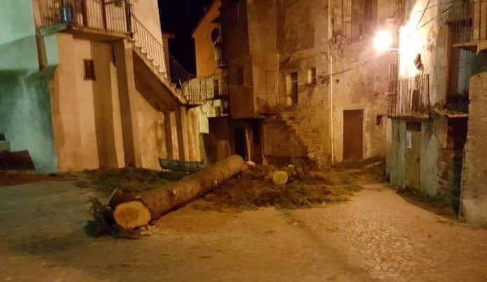 Verbicaro (Cs) | Lo strano caso dell'albero sconosciuto e il pericoloso libertinaggio della rete