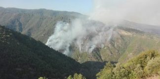 Incendio incenerisce 60 ettari di macchia nel Parco della Sila, denunciato presunto autore