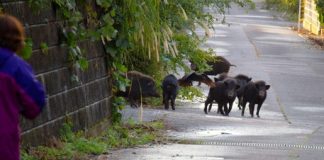 Calabria | Cinghiali a spasso per le vide le paese: danni a orti, giardini e colture