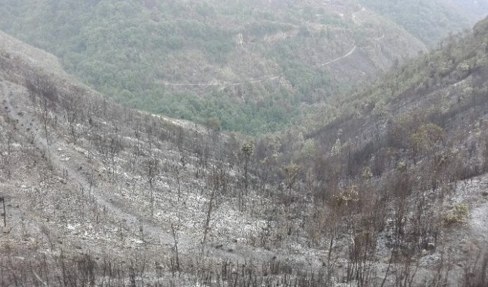 Tortora (Cs), gli incendi provocano una strage di animali - ATTENZIONE: IMMAGINI FORTI