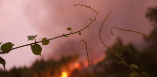 Santa Domenica Talao brucia pericolosamente e le istituzioni sovracomunali dormono