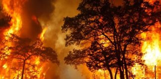 La grave denuncia di un giovane sugli incendi che stanno distruggendo la Sila