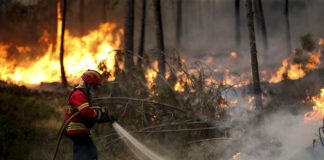 Incendi a Castiglione Cosentino, l'accorato appello del capogruppo Pd Francesco Librandi