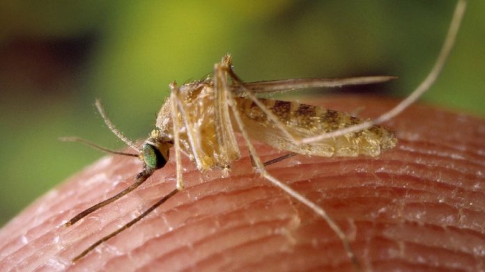 Malaria, Regione Basilicata avvia i primi controlli