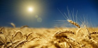 Santa Maria del Cedro, il 3 dicembre la presentazione del libro 'Come un campo di spighe di grano'