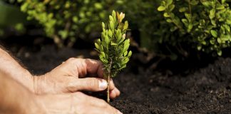 Scalea, amministrazione comunale e 5 Stelle insieme per piantare decine di alberi