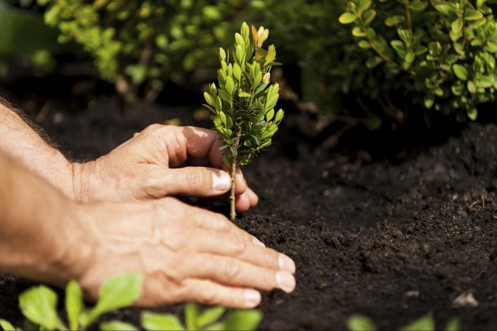 Scalea, amministrazione comunale e 5 Stelle insieme per piantare decine di alberi