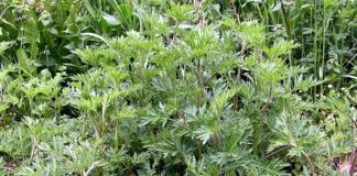 Piante officinali, Orlandino Greco: «Quei patrimoni sommersi da recuperare e valorizzare»