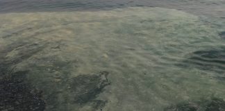 Stessa spiaggia, stesso mare: anche quest'anno quello del Tirreno è a chiazze