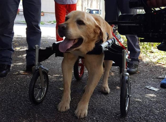 Vibo Valentia: è Morto Dylan, il labrador che lottava contro un tumore alle ossa