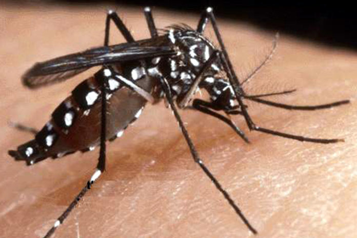 Rischio infestazione zanzare tigre in tutte le province della Calabria, tranne a Cosenza