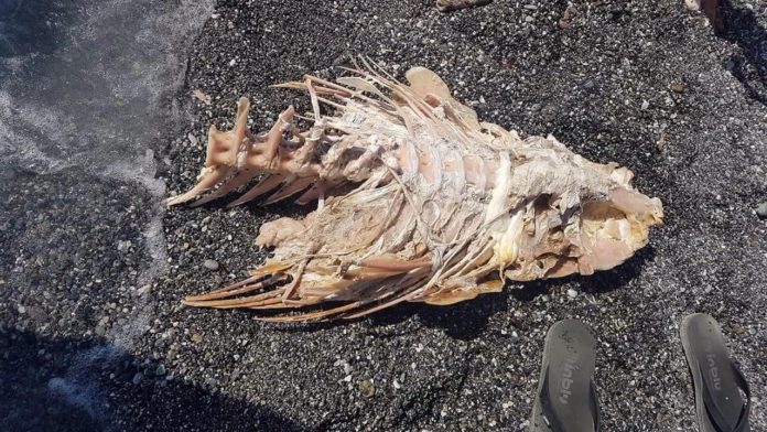 Scheletro di pesce spiaggiato a Scalea, il parere del biologo marino