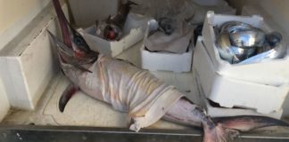 Pesce pescato senza autorizzazione, sequestrati 55 chili di prodotto ittico