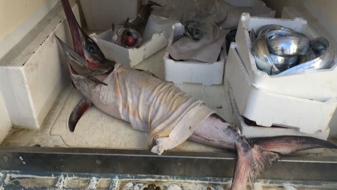 Pesce pescato senza autorizzazione, sequestrati 55 chili di prodotto ittico