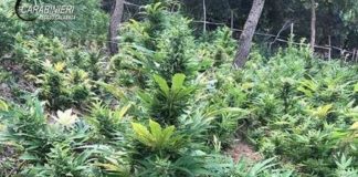Scoperte 2,2mila piante canapa indiana a Gerace: i nomi degli arrestati