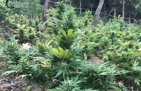 Scoperte 2,2mila piante canapa indiana a Gerace: i nomi degli arrestati
