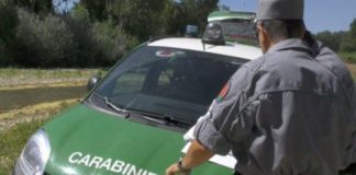 Amendolara, progetti di taglio boschivo irregolari: sequestrati 40 ettari di pineta