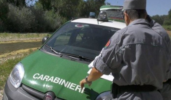 Amendolara, progetti di taglio boschivo irregolari: sequestrati 40 ettari di pineta