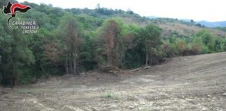 Voleva trasformare un bosco in area coltivabile ed estirpa macchia mediterranea