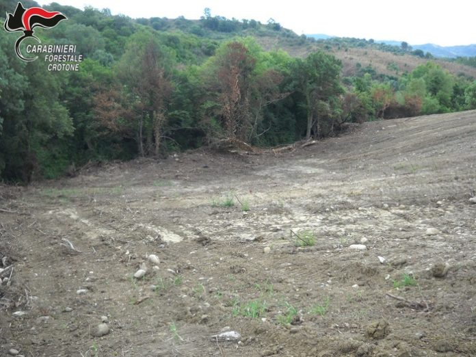 Voleva trasformare un bosco in area coltivabile ed estirpa macchia mediterranea