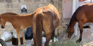 Vibo Valentia, cavalli allo stato brado rovistano tra i rifiuti