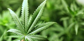 Scalea, apre il primo 'hemp store' dell'alto Tirreno cosentino