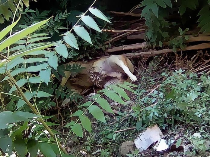 Marcellina, la mattanza continua: nelle ultime ore avvelenati altri due cani