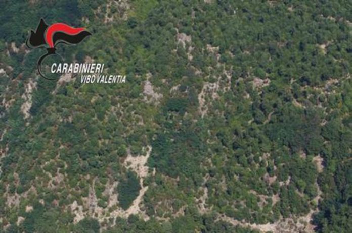 Trovate mille piante canapa indiana nel Vibonese