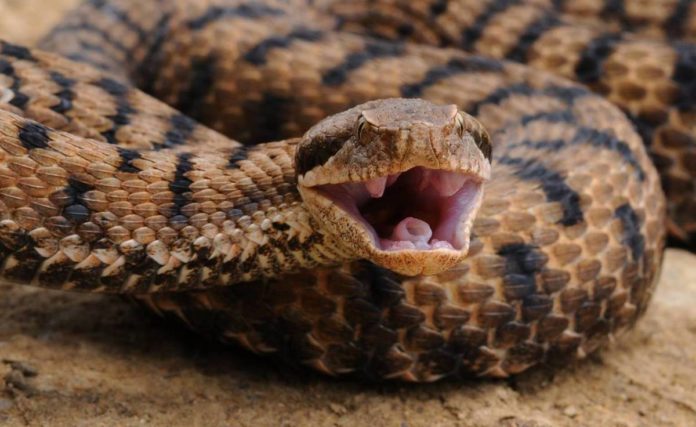 Trovano serpente nel bagno di casa