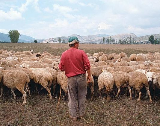 Isola Capo Rizzuto, rapinato mentre pascola gregge