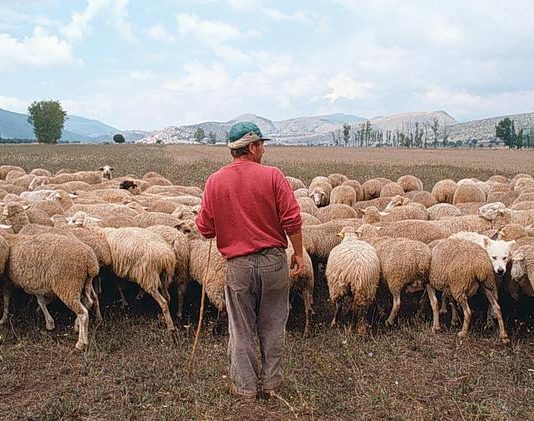 Isola Capo Rizzuto, rapinato mentre pascola gregge