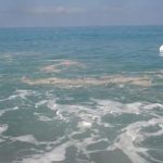 MARE SPORCO IN CALABRIA / Sulle spiagge animali e rifiuti, segnalazioni da tutta la regione