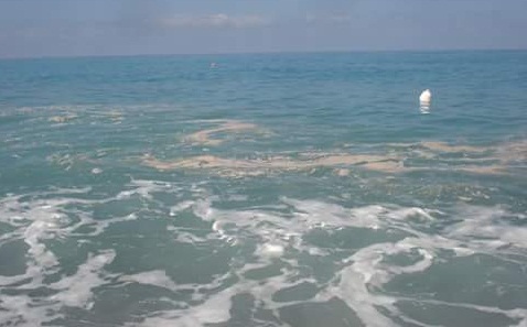 MARE SPORCO IN CALABRIA / Sulle spiagge animali e rifiuti, segnalazioni da tutta la regione