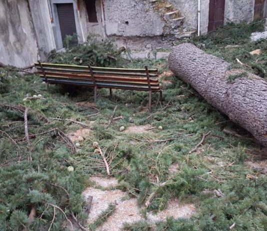 Lettere alla redazione: 'A Verbicaro hanno raso al suolo un albero di cedro secolare'