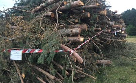 Longobucco (Cs) | Taglio alberi in Parco Sila in area non autorizzata, numerose denunce