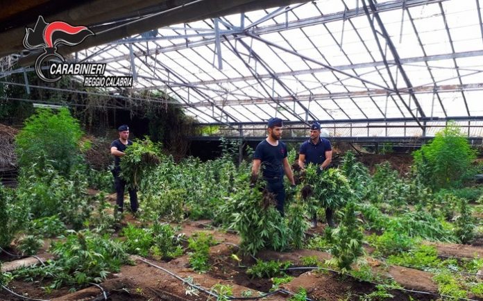 Taurianova (RC) | Scoperta piantagione di marijuana da 9 mln di euro: sequestrate 12mila piante