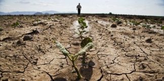 Lettere alla redazione | Alto Tirreno, Antonio Viggiano: 'Ancora un giorno senz'acqua e le colture moriranno'