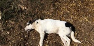 Raid a Mileto: ignoti feriscono mortalmente un cane con un colpo d'ascia