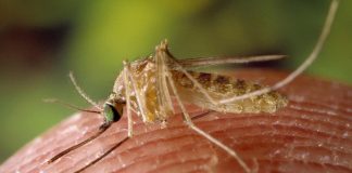 Malaria, Regione Basilicata avvia i primi controlli