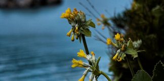 «La Regione Calabria renda operativa la legge per la protezione della flora spontanea»