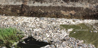 Lamezia, centinaia di pesci morti in un canale di un'area industriale