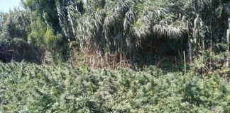 Piana di Gioia Tauro, sequestrate oltre mille piante di marijuana