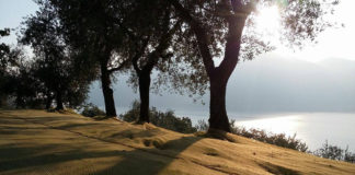 Il 28 ottobre in Calabria 'La Camminata tra gli olivi'